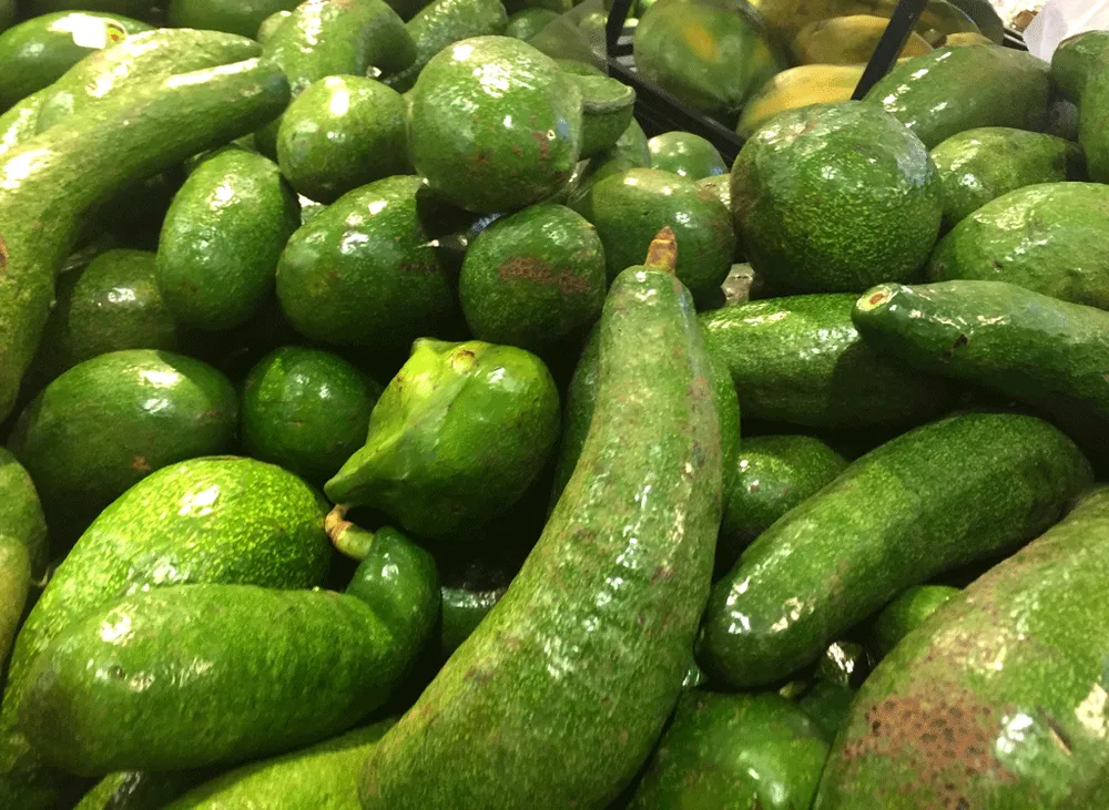 Bơ là một nguồn giàu chất béo không bão hòa đơn và chất xơ. Ảnh: NHẬT LINH