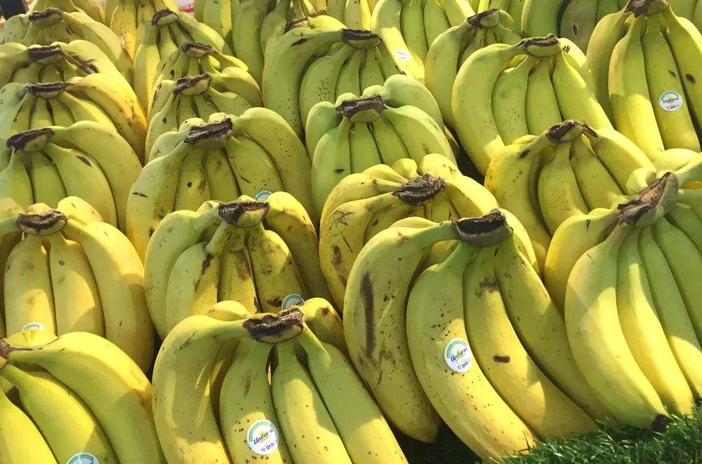 Chuối có rất nhiều chất xơ và chất chống oxy hóa. Ảnh: NHẬT LINH Chuối có rất nhiều chất xơ và chất chống oxy hóa. Ảnh: NHẬT LINH