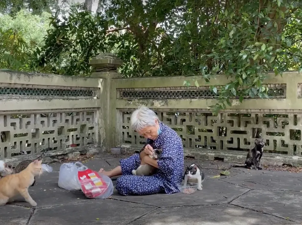 Từng chú chim, con mèo đều được bà chăm lo từng miếng cơm, miếng bánh. Từng chú chim, con mèo đều được bà chăm lo từng miếng cơm, miếng bánh.