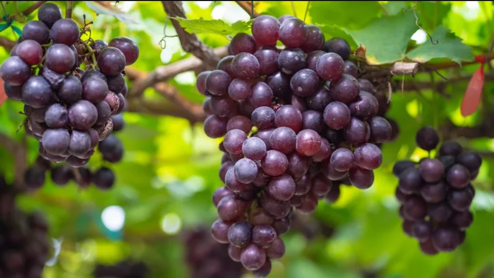 Nho là một trong những lựa chọn tốt cho bệnh nhân bị tiểu đường. Ảnh: Shutterstock