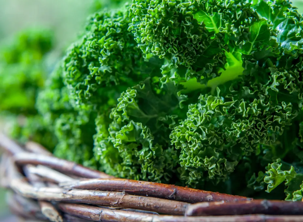 cải xoăn cải xoăn