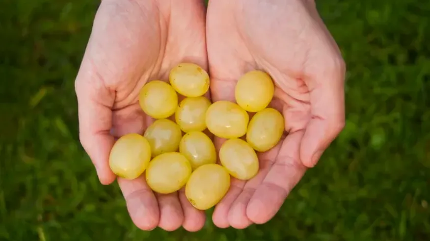 Erythritol được tìm thấy tự nhiên trong một số loại thực phẩm, bao gồm nho, dưa hấu, lê, nấm và pho mát lên men. Ảnh: iStock