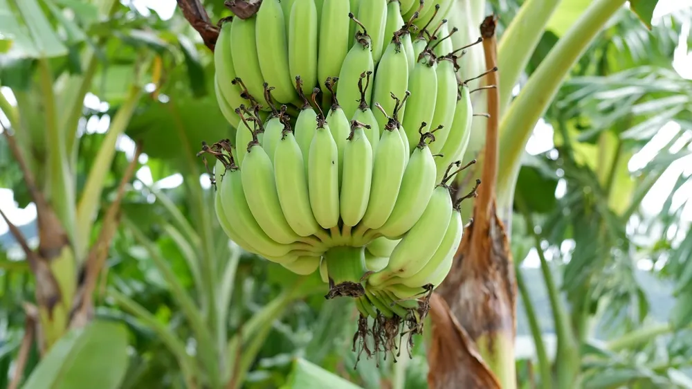 Chuối xanh là nguồn cung cấp kali dồi dào. Ảnh: Pexels Chuối xanh là nguồn cung cấp kali dồi dào. Ảnh: Pexels