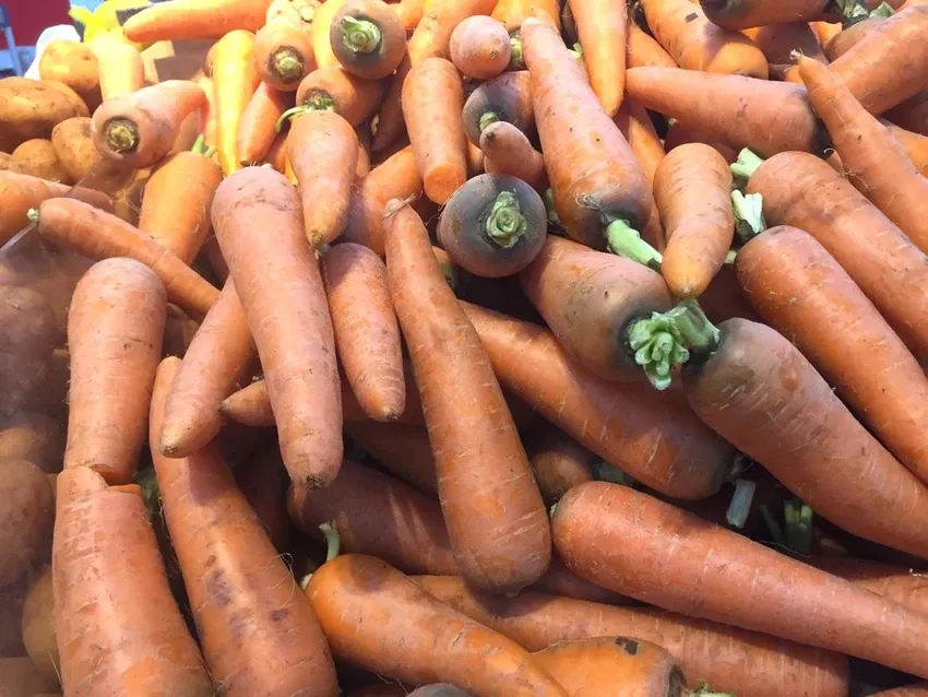 Cà rốt cung cấp nhiều chất dinh dưỡng tuyệt vời như kali, chất chống oxy hóa và vitamin A rất tốt cho sức khỏe. Ảnh: NHẬT LINH 7 lý do bạn nên ăn cà rốt hàng ngày