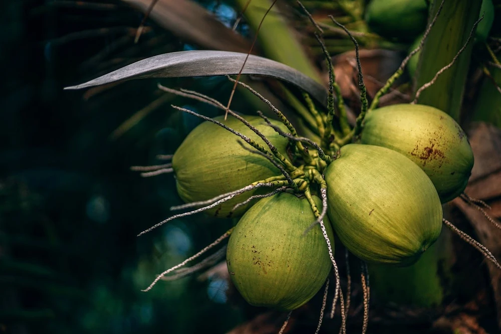 Nước dừa rất giàu khoáng chất và chất điện giải như kali, canxi, mangan, chất chống oxy hóa, axit amin và cytokinin. Ảnh: Pexels 9 lợi ích sức khỏe của việc uống nước dừa