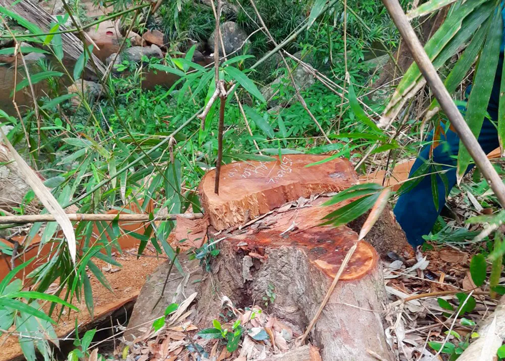 Gia Lai: 1 trạm trưởng quản lý rừng bị bắt giam