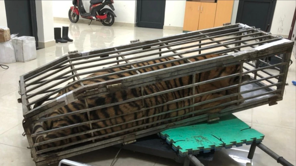 Quảng Trị: Bắt vụ vận chuyển con hổ nặng 200kg