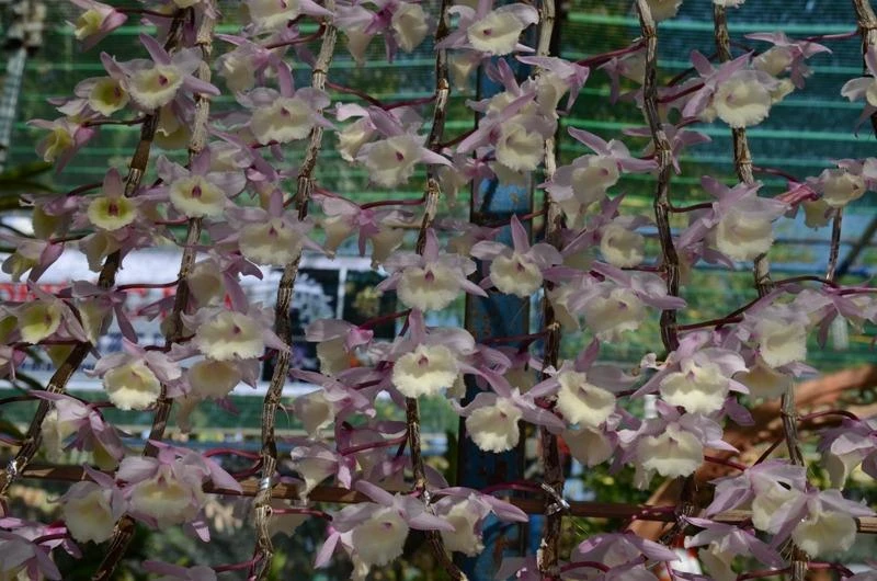 Hoa không chỉ dài mà còn duyên dáng nữa.