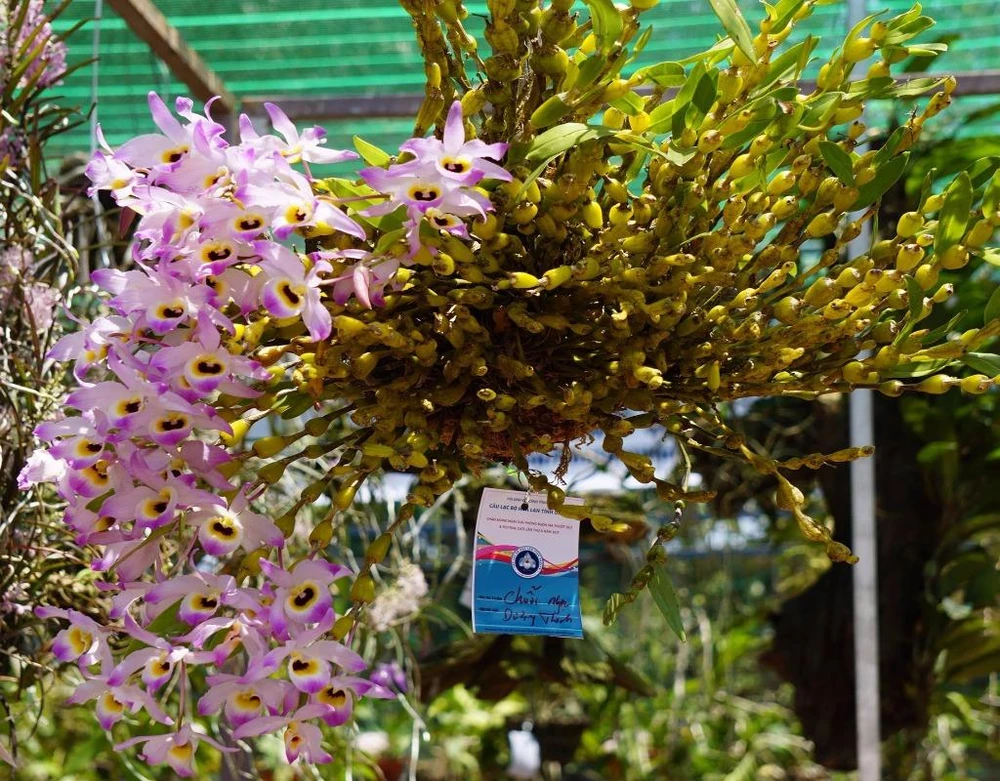 Khoe sắc với ngoại hình khá ấn tượng.