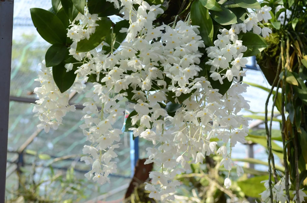 Loài lan "Thủy tiên đột biến" đã giành giải đặc biệt của cuộc thi 