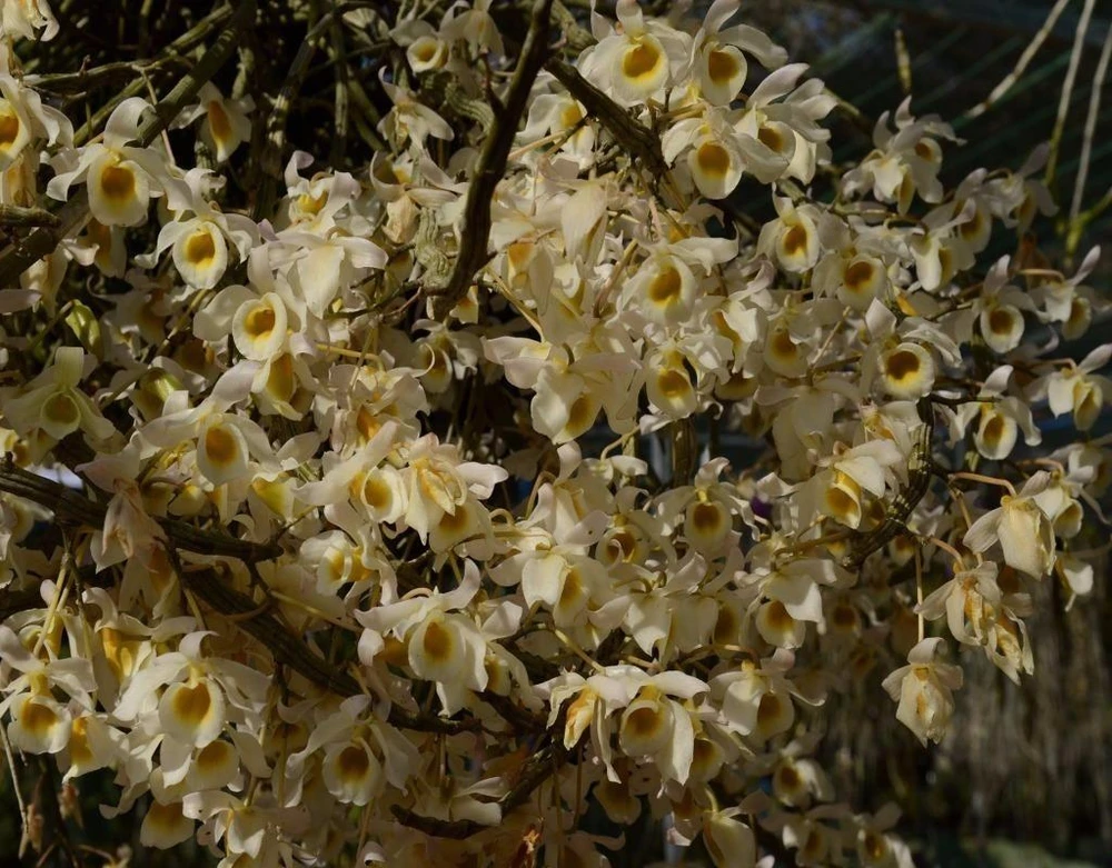 mau sac ruc ro khong giong ai