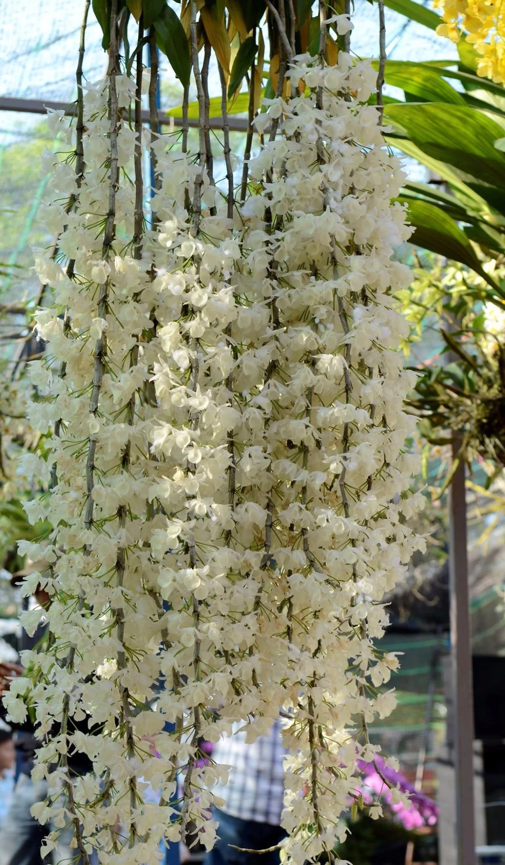 Với bộ "tóc" dài và dày trắng muốt, cây lan này giành giải bạc của cuộc thi.