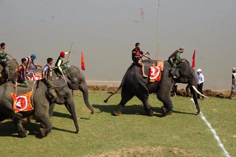 Hàng ngàn khán giả náo nhiệt xem đua voi Đắk Lắk ảnh 4 chàng số 1 đã đoạt giải vô địch