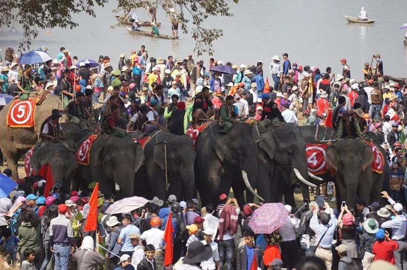 Hàng ngàn khán giả náo nhiệt xem đua voi Đắk Lắk ảnh 2 voi được người dân bao quanh