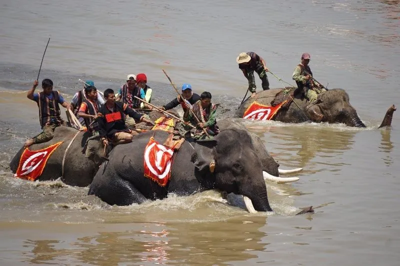 Hàng ngàn khán giả náo nhiệt xem đua voi Đắk Lắk ảnh 5 Trái ngược với thi trên cạn thì cuộc thi dưới nước là một cuộc cạnh tranh khốc liệt.