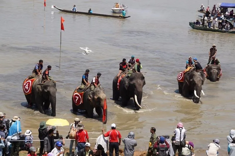 Hàng ngàn khán giả náo nhiệt xem đua voi Đắk Lắk ảnh 7 Những "chàng trai " và "cô gái " đã chính thức thong dong.