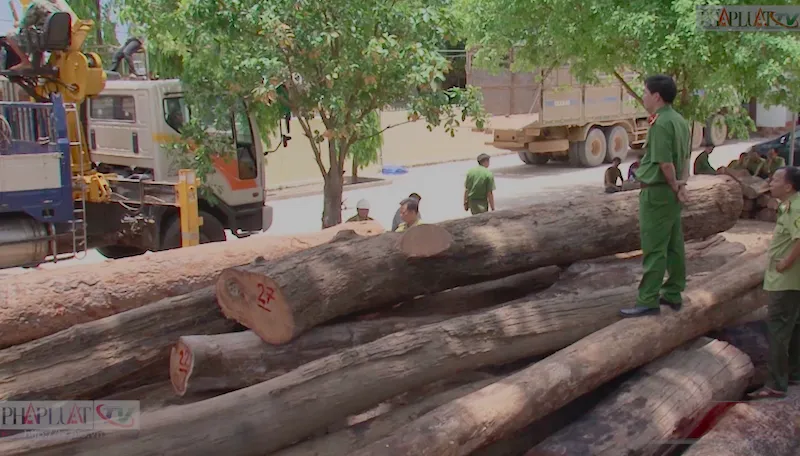 Cục kiểm lâm nói về trùm gỗ lậu Phượng 'râu' ảnh 1