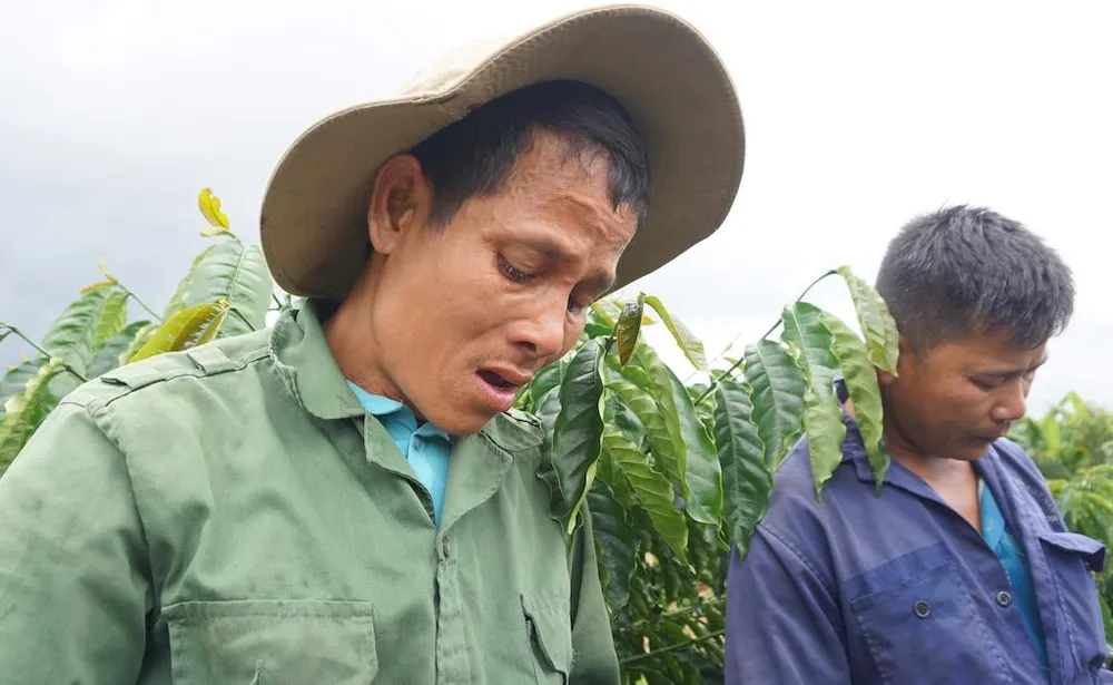 Vụ cưa gỗ khô: Chủ nhiệm Ủy ban Tư pháp yêu cầu báo cáo ảnh 2