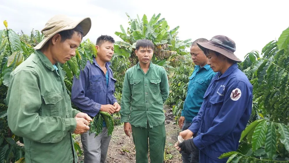 Vụ cưa gỗ khô: Chủ nhiệm Ủy ban Tư pháp yêu cầu báo cáo ảnh 1