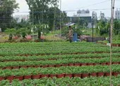 Sau đại dịch COVID-19, người Sài Gòn chong đèn xuyên đêm mong hoa nở kịp Tết ảnh 7 TP.HCM: Vụ hoa Tết 2022, người trồng hoa kiểng nửa mừng nửa lo