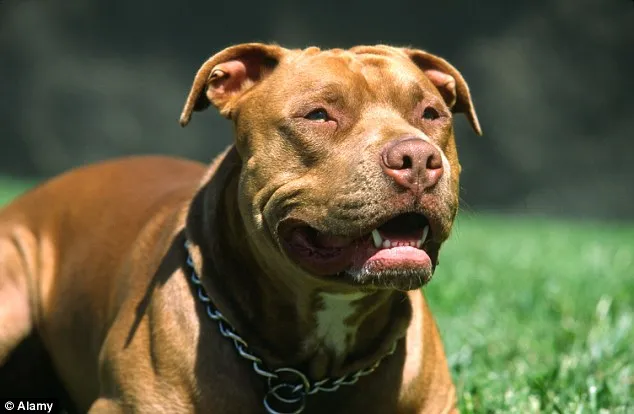 4 con chó pitbull tấn công dã man chủ và 2 cô gái ảnh 2