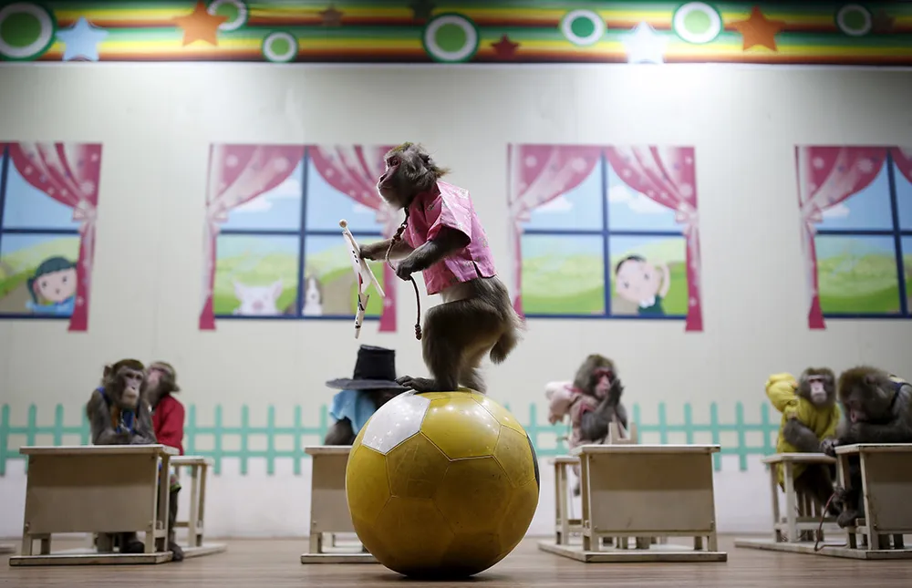 Năm con khỉ, xiếc khỉ lên ngôi ảnh 12