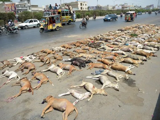 Hơn 1.000 con chó hoang bị đánh thuốc độc ở Pakistan