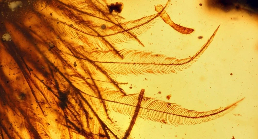 mẩu đuôi khủng long