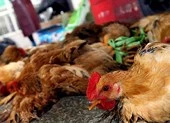 Trung Quốc: Một phụ nữ chết do nhiễm cúm gia cầm H5N6