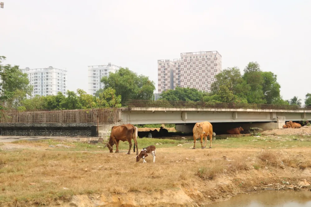Khu vực dự án biến thành nơi chăn thả gia súc. vanh-dai-2-22.jpg