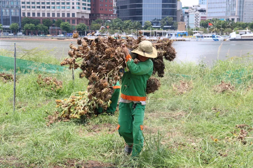 hoa hướng dương