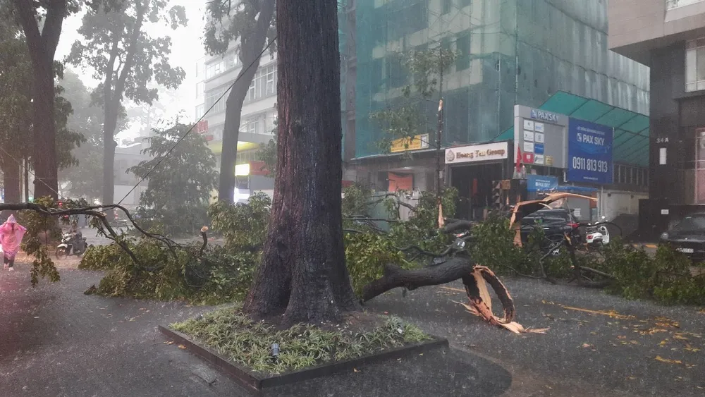 Mưa lớn làm cây gãy trên đường Phạm Ngọc Thạch. Ảnh: ĐÀO TRANG cay-xanh-nga-do-6.jpg
