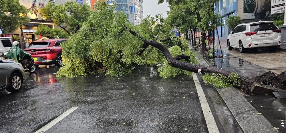 Cây xanh ngã đổ, bật gốc trên đường Nguyễn Văn Trỗi, quận Phú Nhuận. Ảnh: NGUYỄN YÊN cây xanh ngã đổ