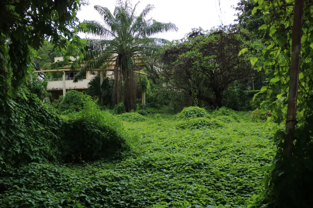Cỏ mọc um tùm, bao phủ khu đất. duong-ly-thai-to-21.jpg