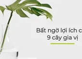 Bất ngờ lợi ích của 9 cây gia vị sau
