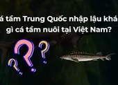 Cá tầm Trung Quốc nhập lậu khác gì cá tầm nuôi tại Việt Nam?