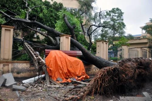 Hà Nội: Cây cổ thụ, cột điện lại gãy đổ sau bão ảnh 1
