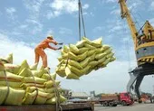 Nóng: Bộ Công Thương phản pháo Bộ Tài chính về xuất khẩu gạo ảnh 1 Thủ tướng yêu cầu tháo gỡ khó khăn cho xuất khẩu gạo