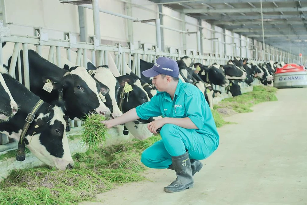 Trang trại Vinamilk Green Farm - mô hình trang trại công nghệ cao đi đôi với phát triển bền vững được Vinamilk giới thiệu vào năm 2021 (Ảnh: DUY NHẤT)