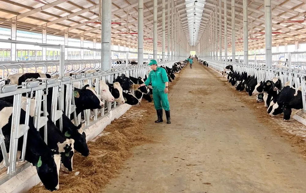 Đàn bò sữa được chăm sóc đặc biệt, sớm làm quen với điều kiện sống mới tại trang trại Vinamilk Lao-Jagro