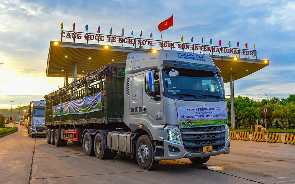 Hàng chục chuyến xe tải và các nhân viên làm việc xuyên đêm đến sáng để vận chuyển các cô bò về đến trang trại an toàn nhất.