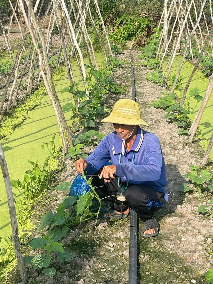 Vườn bí xanh (bí đao) của ông Xuân bắt đầu leo giàn và chuẩn bị cho quả.