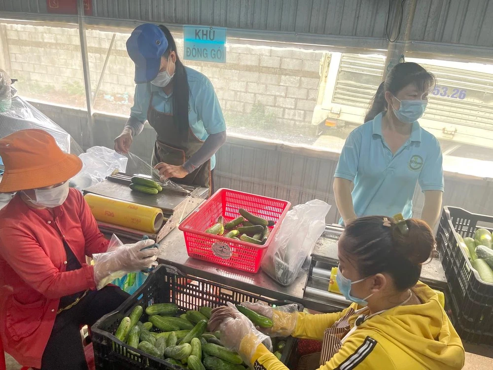 Các xã viên Hợp tác xã Nông nghiệp Mỹ Thạnh đang sơ chế và đóng gói dưa leo để giao cho các siêu thị.