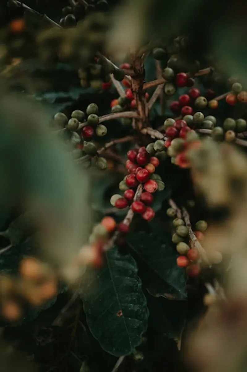 Chất lượng hạt cà phê được tuyển lựa từ những vùng trồng nổi tiếng nhất Việt Nam là yếu tố đầu tiên quyết định giá trị sản phẩm Vinacafé. Chất lượng hạt cà phê được tuyển lựa từ những vùng trồng nổi tiếng nhất Việt Nam là yếu tố đầu tiên quyết định giá trị sản phẩm Vinacafé.