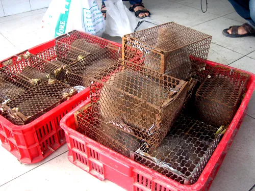 Những con Dúi bị bắt giữ. Ảnh: An Nhơn Những con Dúi bị bắt giữ. Ảnh: An Nhơn