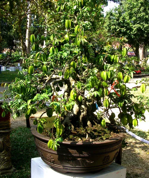 Những hiện vật đoạt giải trong Hội hoa xuân TP.HCM ảnh 8