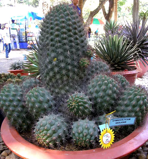 Những hiện vật đoạt giải trong Hội hoa xuân TP.HCM ảnh 9