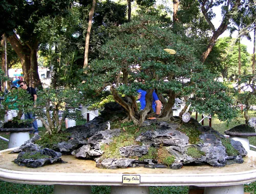 Những hiện vật đoạt giải trong Hội hoa xuân TP.HCM ảnh 3