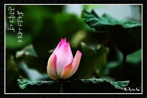 Chùm ảnh Sen nghệ thuật của nghệ sĩ Xuân Anh (Kỳ 2) ảnh 3