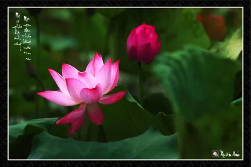 Chùm ảnh Sen nghệ thuật của nghệ sĩ Xuân Anh (Kỳ 2) ảnh 7